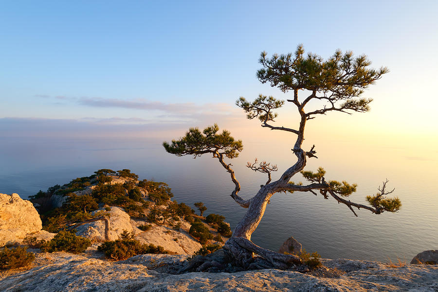 Nature Photograph - Alone Tree On The Edge Of The Cliff #4 by Ivan Kmit
