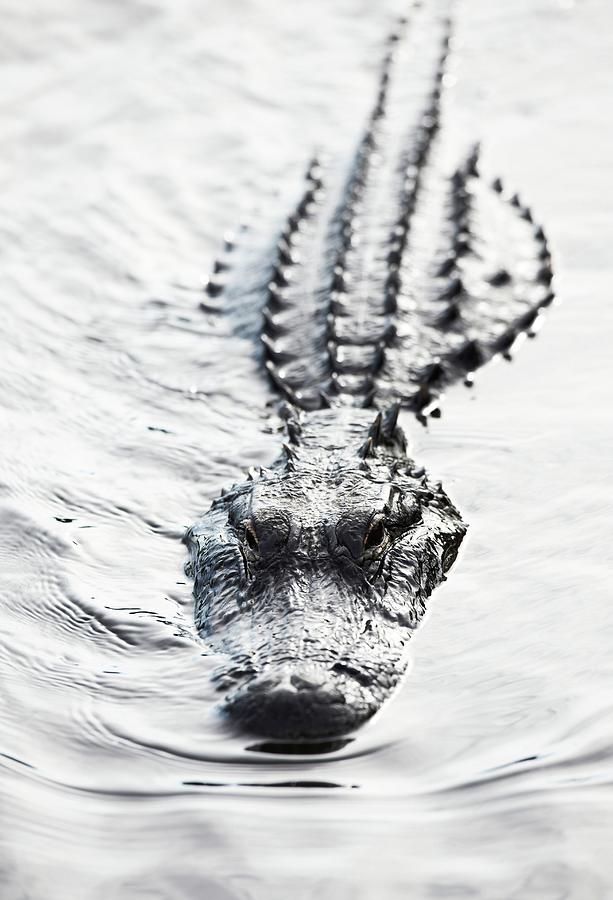 American Alligator (alligator #4 Photograph by Ed Darack