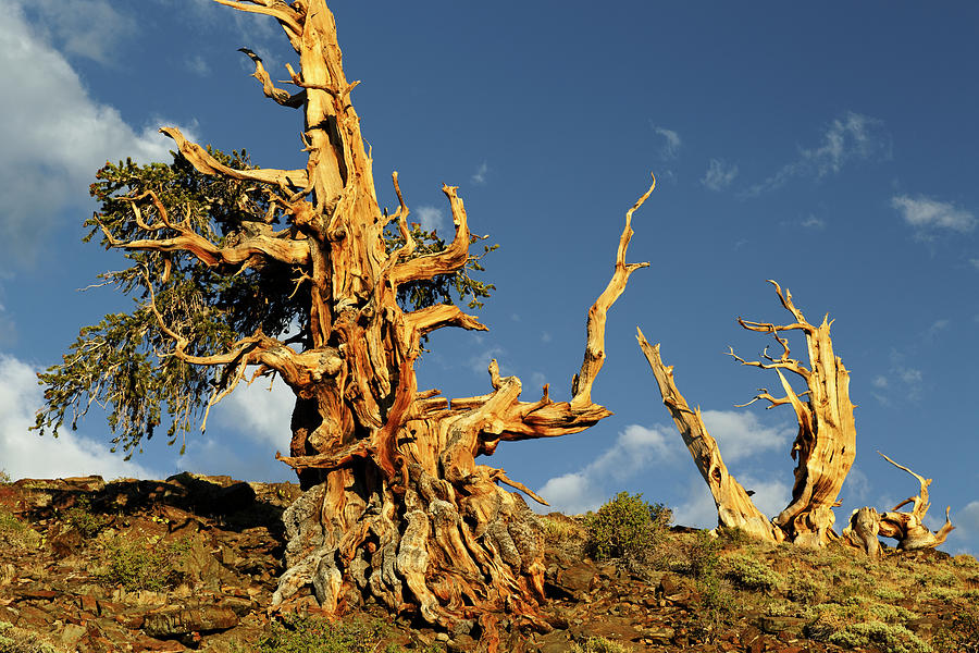 Great Basin National Park Photograph - Ancient Bristlecone Pine Tree #4 by Adam Jones