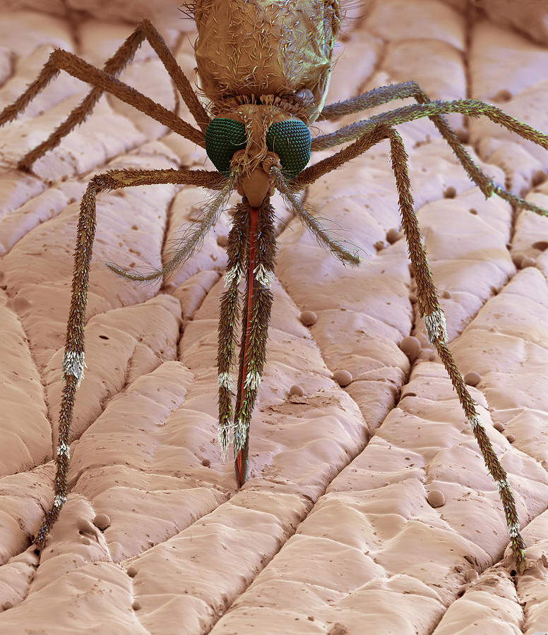Anopheles Gambiae Mosquito, Sem #4 Photograph by Eye Of Science
