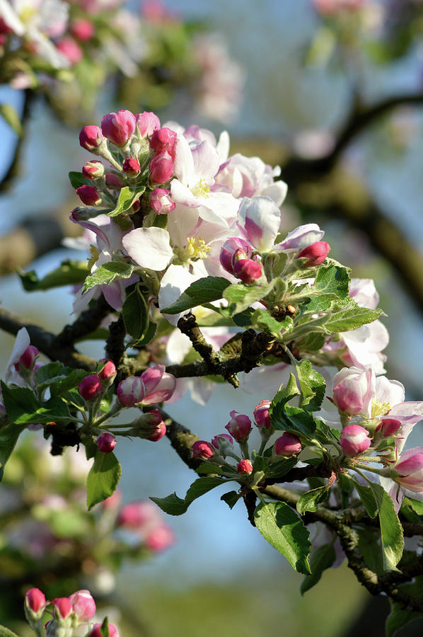 Apple Blossom On The Tree #4 Photograph by Brigitte Wegner