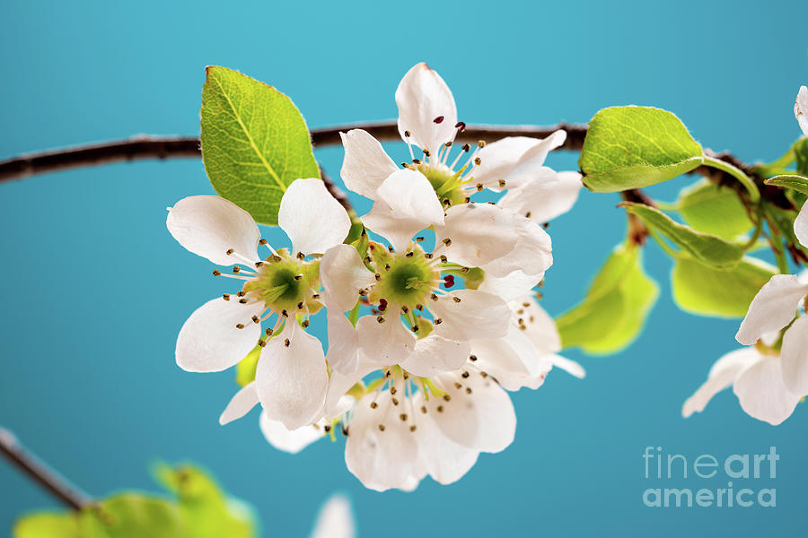 Apple Blossom #4 Photograph by Wladimir Bulgar/science Photo Library