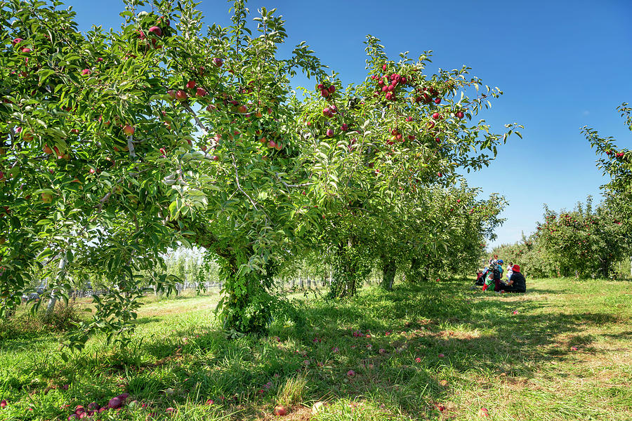 Apple Orchard, Fishkill Farms, Ny #4 Digital Art by Laura Zeid