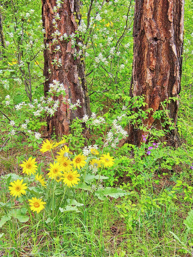 Flowers Still Life Photograph - Arrowleaf Balsamroot,bloom,bright #4 by Terry Eggers