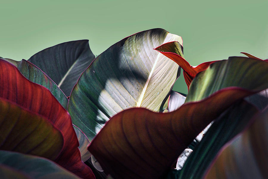 Artistic View Of Plant Leaves #4 Digital Art by Laura Diez