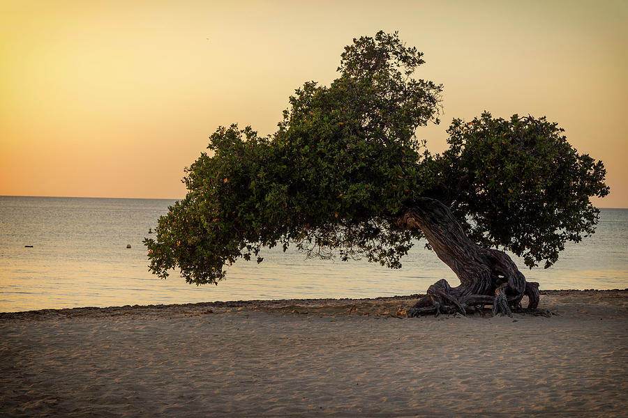 Aruba, Eagle Beach Scene With Fofoti Tree #4 Digital Art by Claudia Uripos