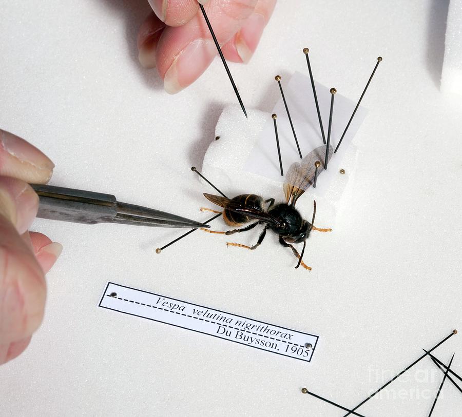 Asian Hornet Research #4 Photograph by Pascal Goetgheluck/science Photo Library
