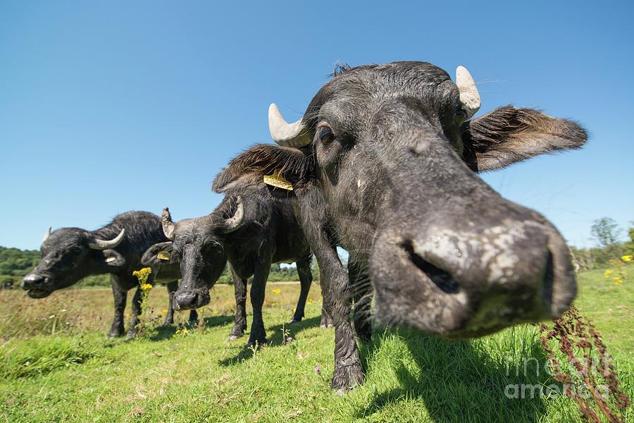 Asian Water Buffalo At Cilgerran Nature Reserve #4 Photograph by Andy Davies/science Photo Library