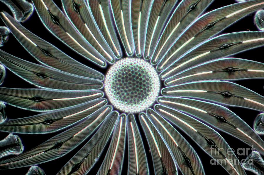 Nature Photograph - Assorted Diatoms #4 by Frank Fox/science Photo Library