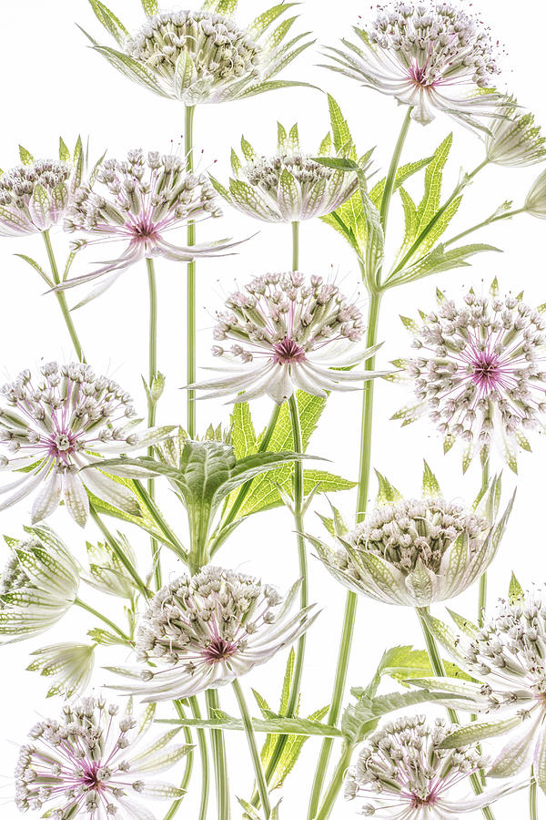 .astrantia. #4 Photograph by Mandy Disher