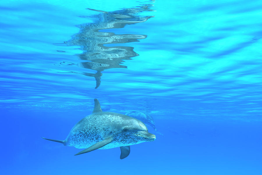 Atlantic Spotted Dolphins, White Sand #4 Photograph by Stuart ...