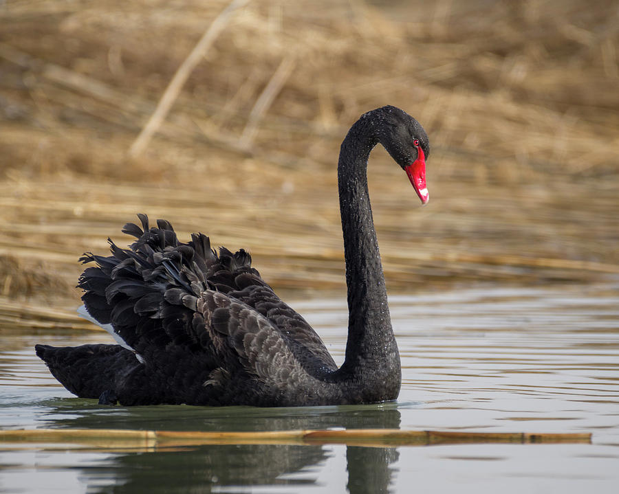Australian Black Swan Zhangye Wetland Park Gansu China #4 Photograph by Adam Rainoff