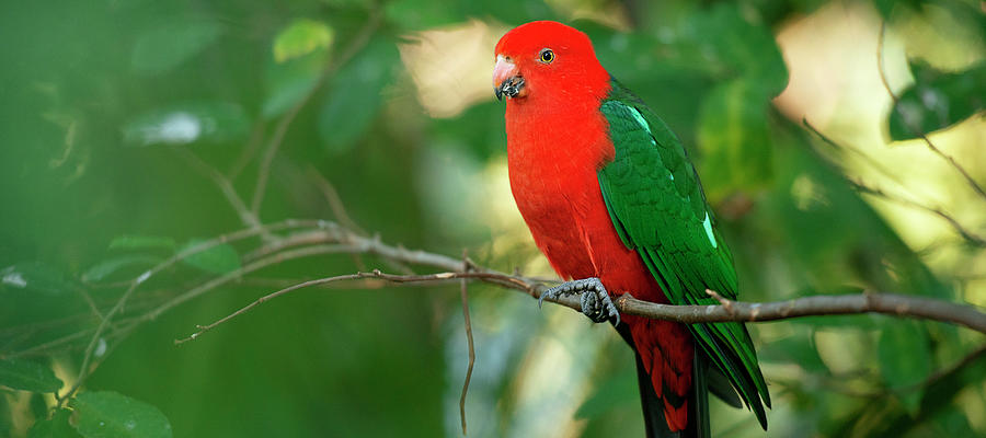 Australian King Parrot. by Rob D Imagery Australian King Parrot. by Rob D Imagery