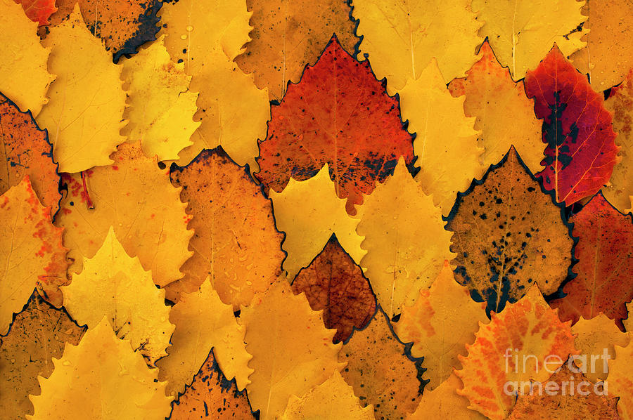 Autumn Birch Leaves  #4 Photograph by Jim Corwin