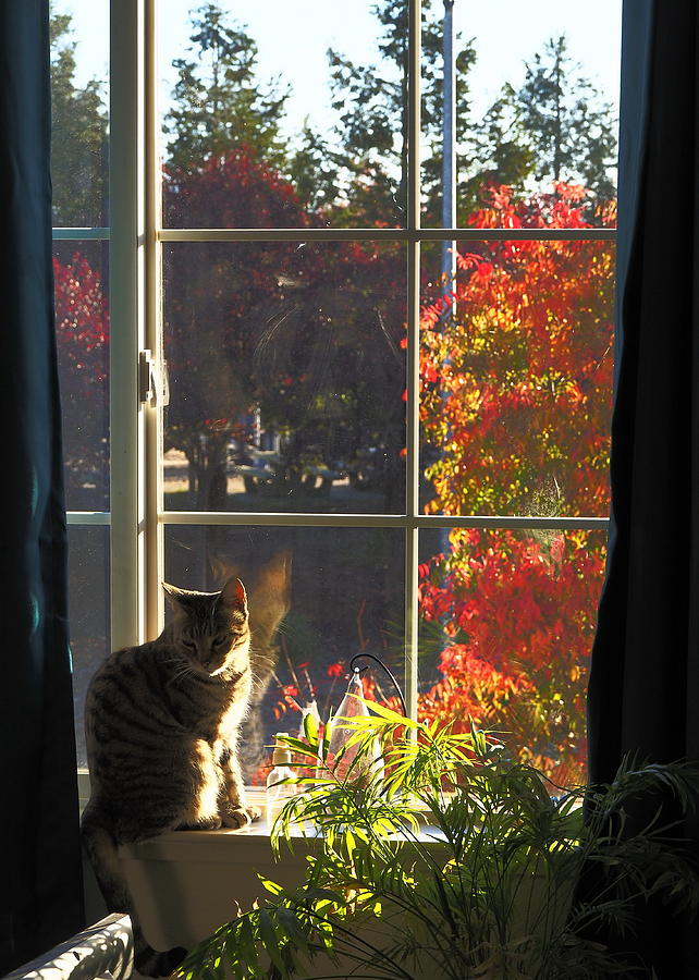 Autumn Cat View #5 Photograph by Richard Thomas