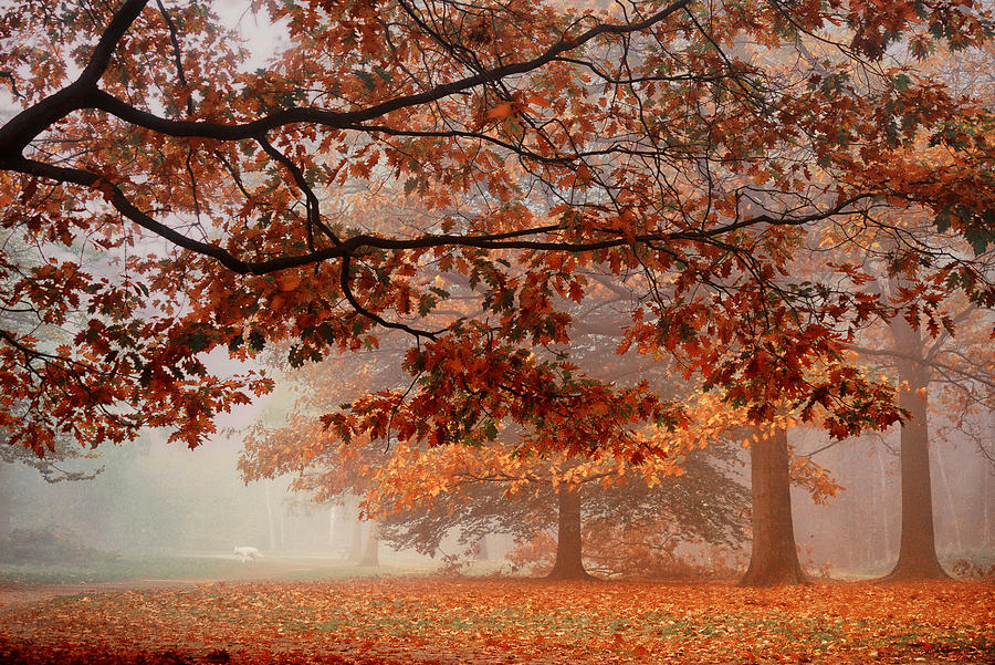 Tree Photograph - Autumn Dream #4 by Saskia Dingemans