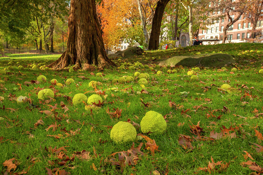 Central Park Digital Art - Autumn In Central Park, Manhattan #4 by Claudia Uripos