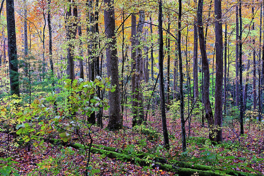 Autumn in Great Smoky Mountains #4 Photograph by Darrell Young