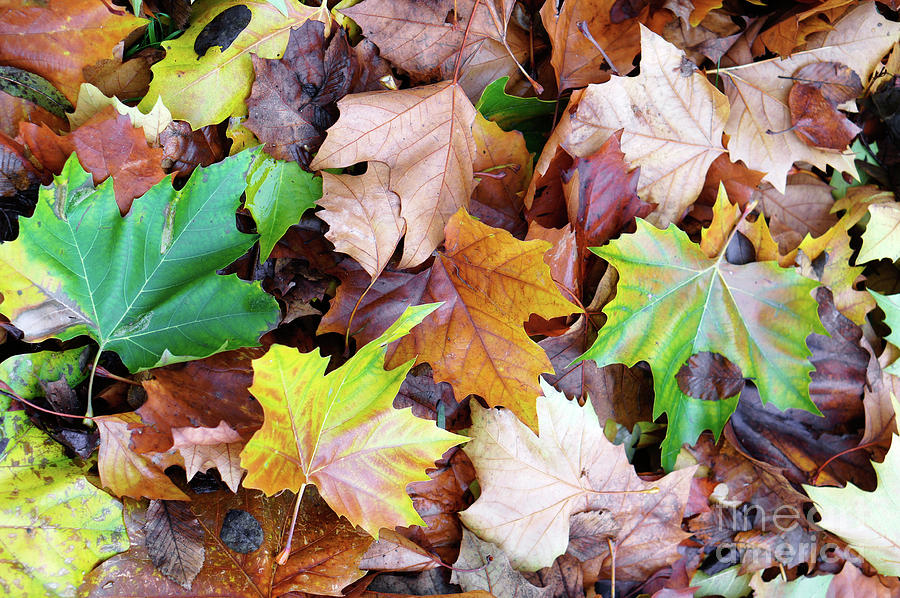 Abstract Photograph - Autumn leaves background #4 by Tom Gowanlock