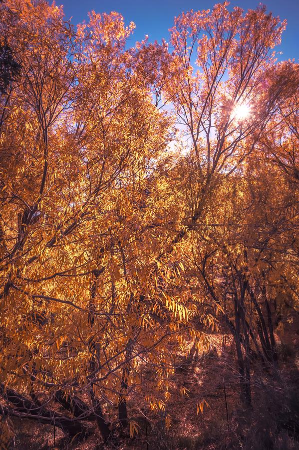 Autumnal Park. Autumn Trees and Leaves. Fall #4 Photograph by Alex Grichenko
