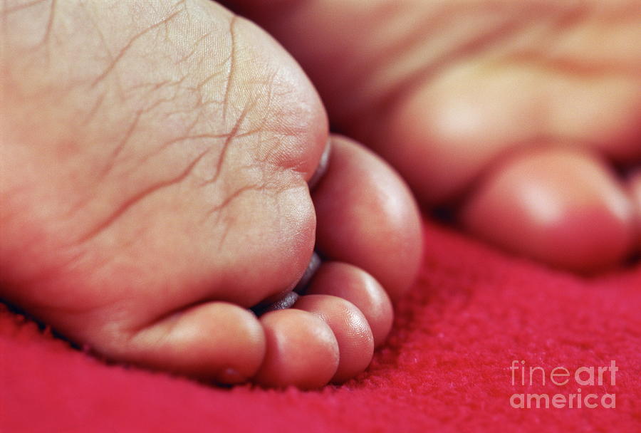 Babys Feet #4 Photograph by Paul Whitehill/science Photo Library