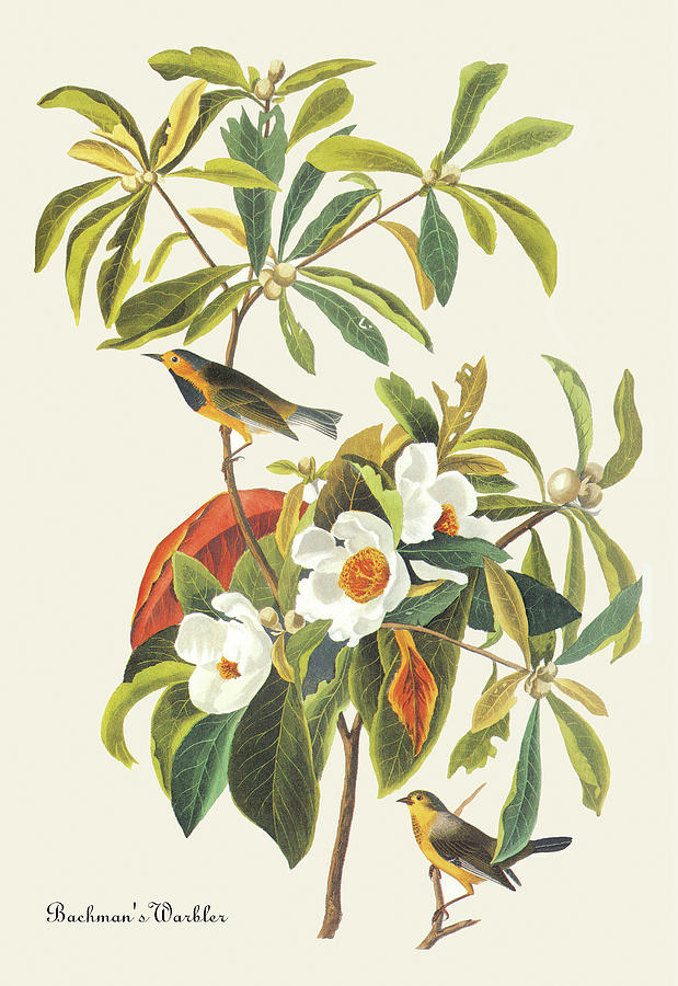 Bachmans Warbler #4 Painting by John James Audubon