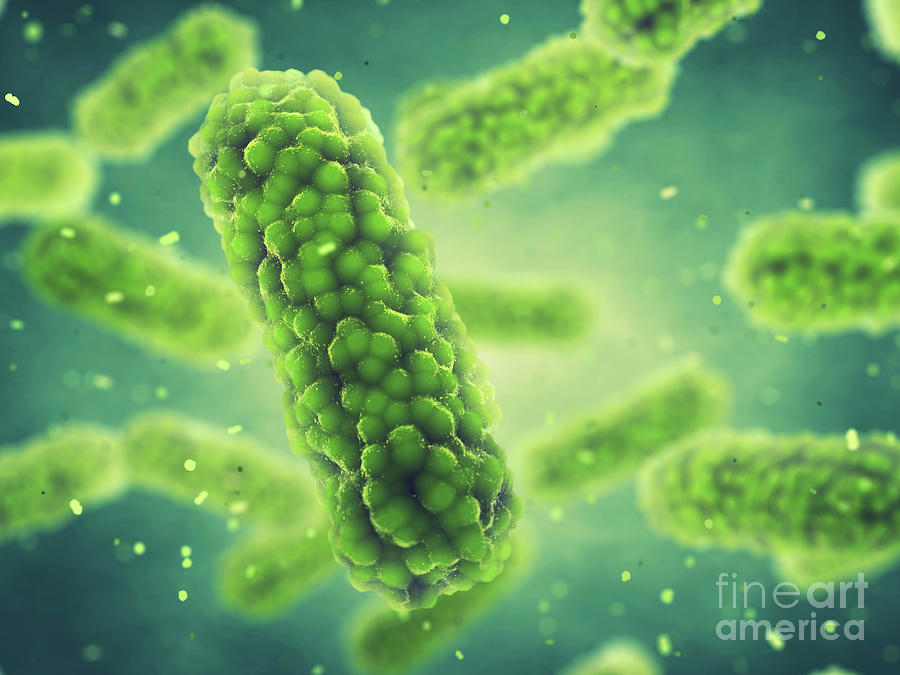 Science Photo Library Bacterias Bacteria #4 by Science Photo Library