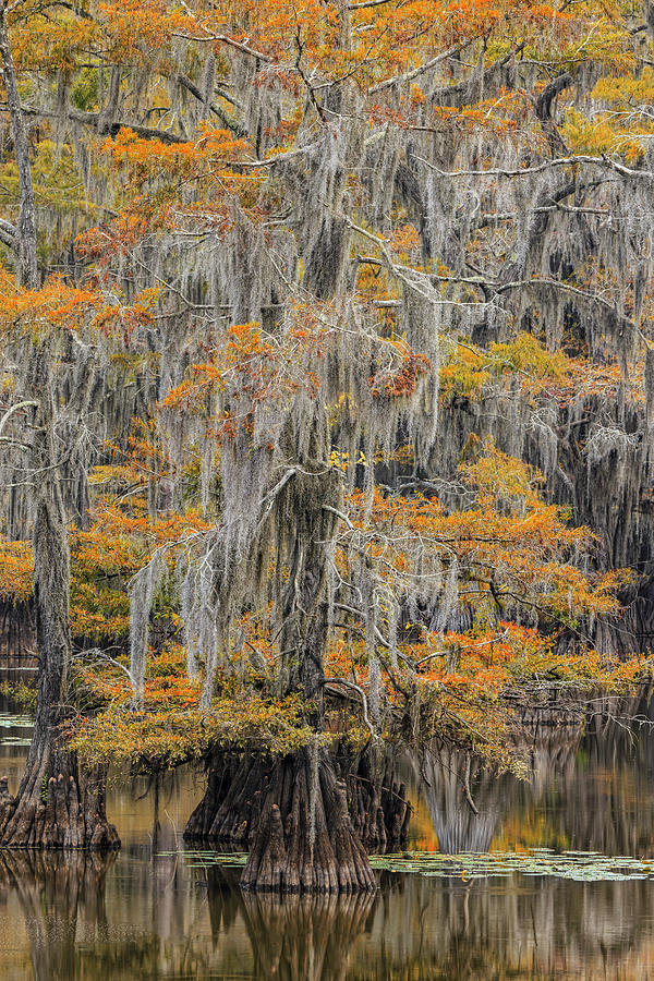 Bald Cypress Tree Draped In Spanish Photograph by Adam Jones - Fine Art ...