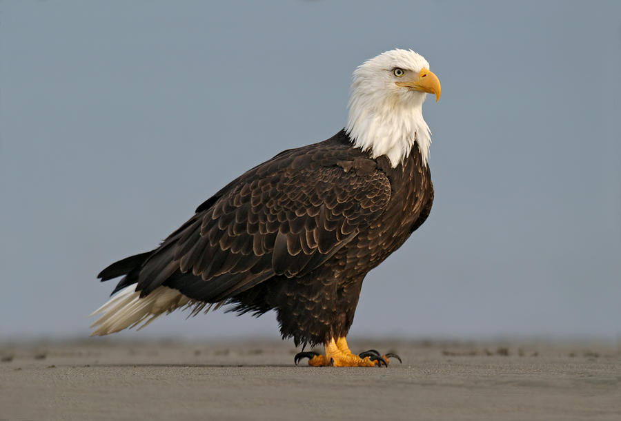 Bald Eagle #4 Photograph by James Zipp