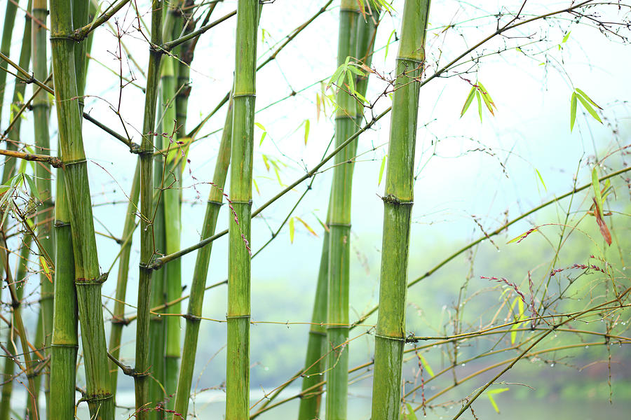 Bamboo Forest #4 Photograph by Bihaibo