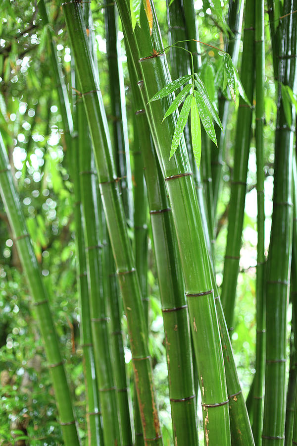 Bamboo Grove #4 Photograph by Bihaibo