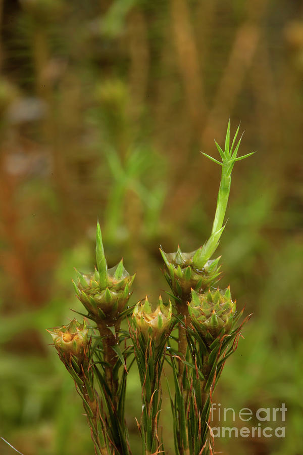 Bank Haircap Moss (polytrichastrum Formosum) Photograph by Pascal ...