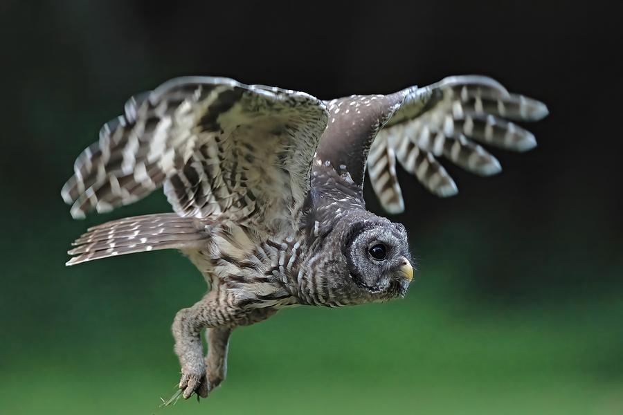 Barred Owl #4 Photograph by Gavin Lam