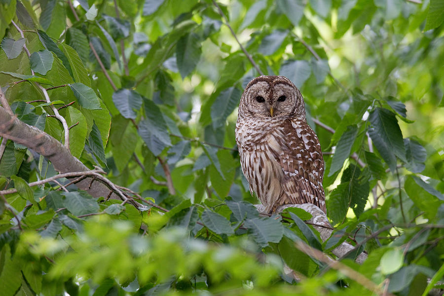 Barred Owl #4 Photograph by James Zipp
