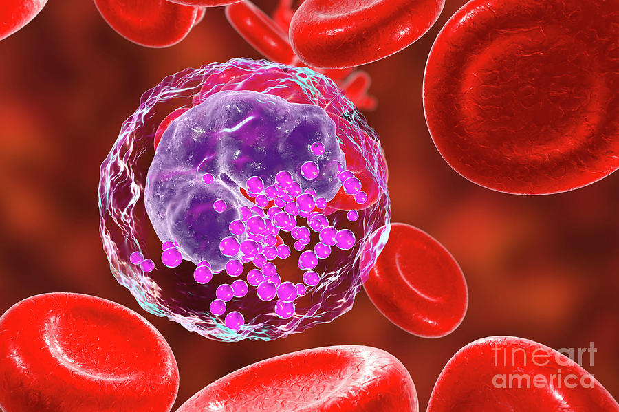 Basophil White And Red Blood Cell #4 Photograph by Kateryna Kon/science Photo Library