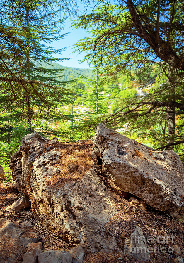 Beautiful Forest Landscape Photograph By Anna Om