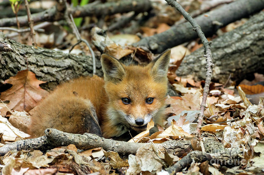 Beautiful fox cub  Photograph by Sam Rino