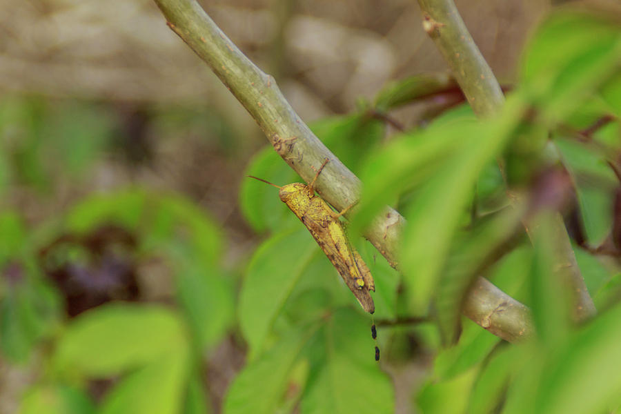 Grasshopper Photograph - Beautiful Grasshopper #4 by Mangge Totok