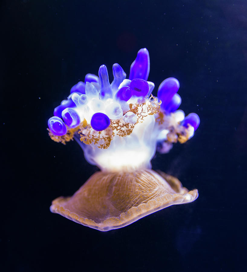 Space Photograph - Beautiful Jellyfish Floating In Aquarium Water #4 by Cavan Images
