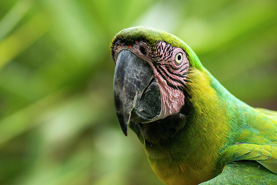 Beautiful Macaw bird by Rob D Imagery Beautiful Macaw bird by Rob D Imagery