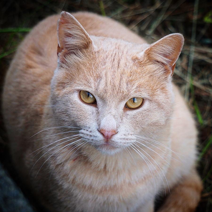 Beautiful Stray Cat On The Street Photograph By Cavan Images - Fine Art 