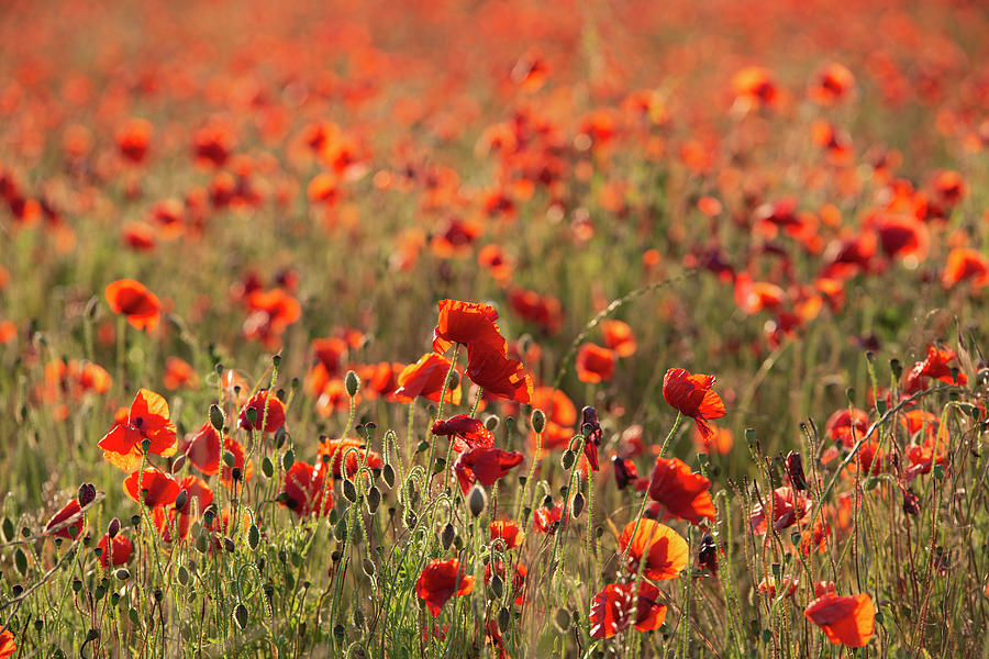 Beautiful Summer Landscape Of Vibrant Poppy Field In English Cou