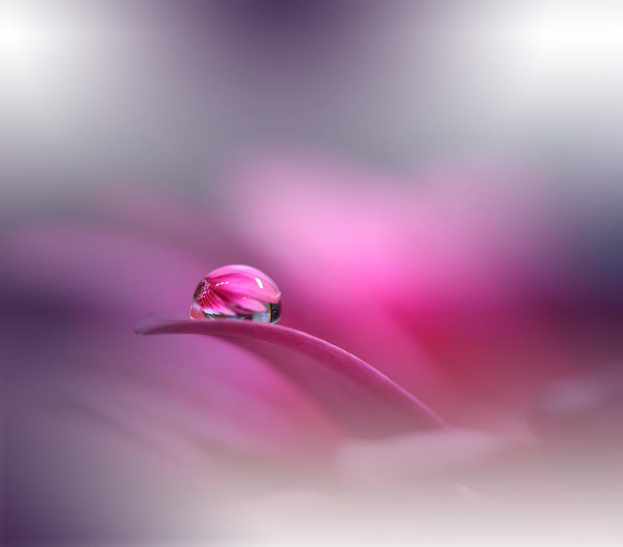 Daisy Photograph - Beautiful Violet Nature #4 by Juliana Nan