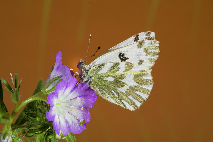 Beckers White butterfly #4 Photograph by Buddy Mays