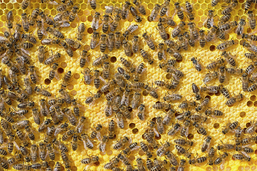 Bees On Honeycomb #4 Photograph by Chevy Fleet