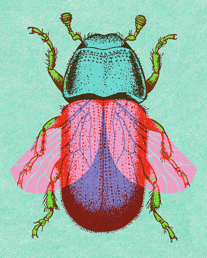 Vintage Drawing - Beetle #4 by CSA Images