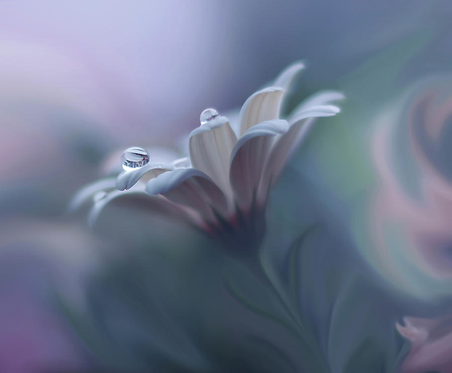 Flower Photograph - Behind Closed Eyes... #4 by Juliana Nan