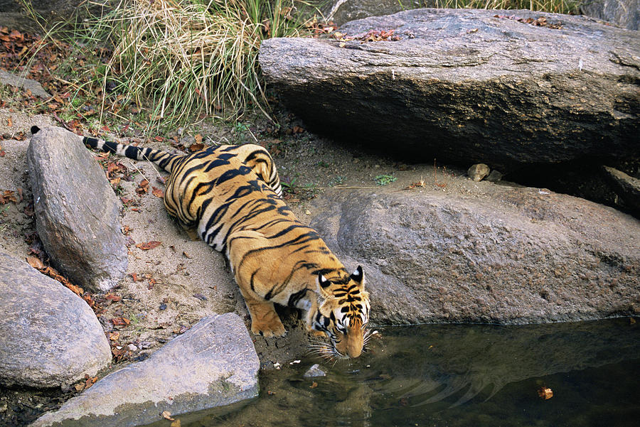 Bengal tiger (Panthera tigris tigris)