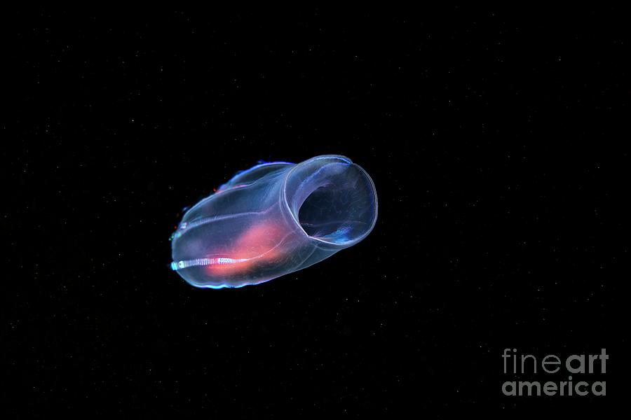 Beroe Comb Jelly Photograph by Alexander Semenov/science Photo Library ...