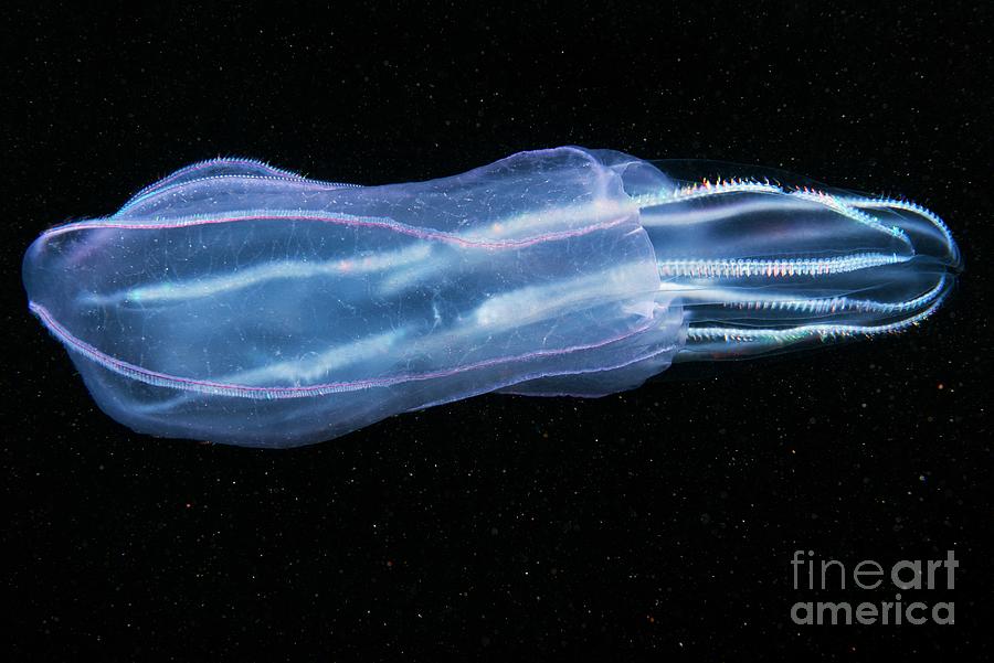 Beroe Comb Jelly Feeding Photograph By Alexander Semenov/science Photo ...